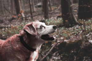 Dog Aging Project, sağlıklı yaşlanmanın sırlarını araştırıyor